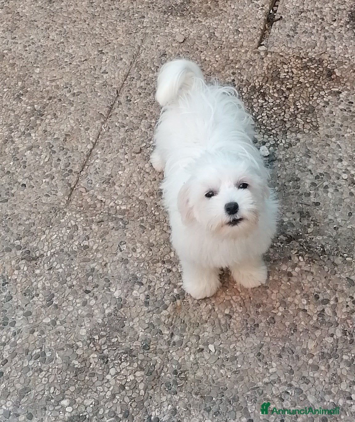 Maltese cani Maltese cuccioli - Annuncio 1
