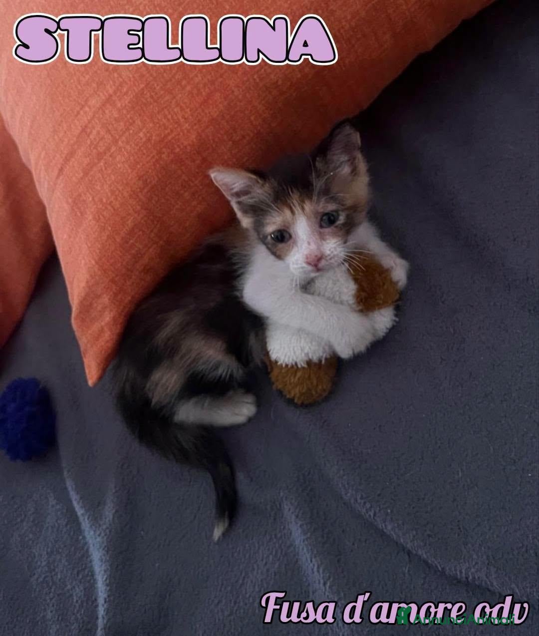 Europeo gatti STELLINA, dolcissima micina in adozione! - Annuncio 2