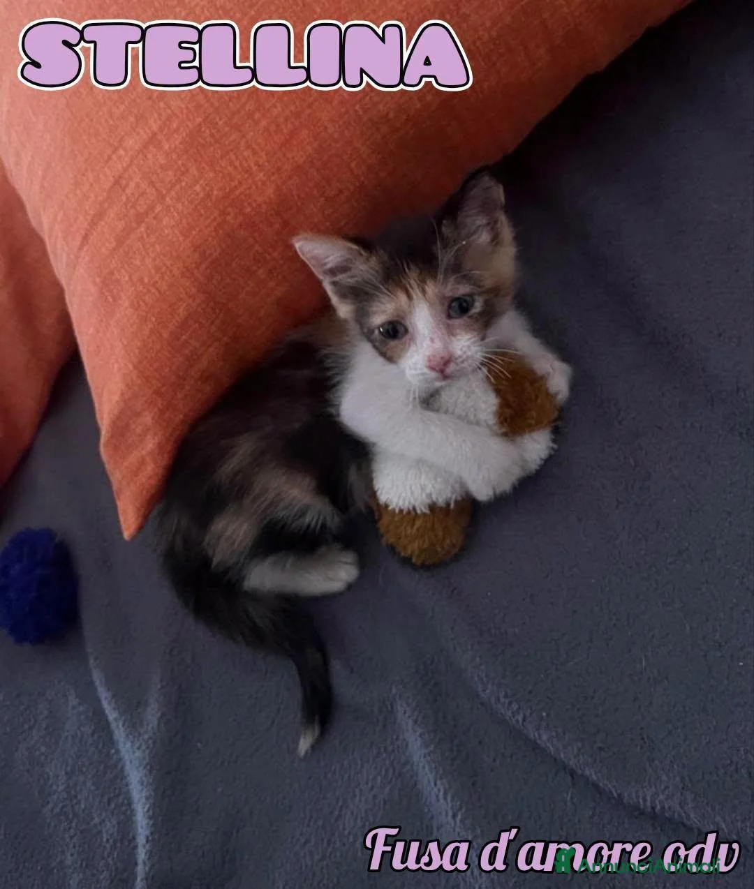 Europeo gatti in regalo: STELLINA, dolcissima micina in adozione! - Annuncio 1