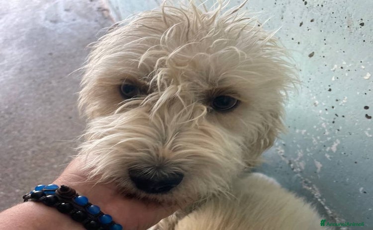 Meticcio cani Genny - Annuncio 11