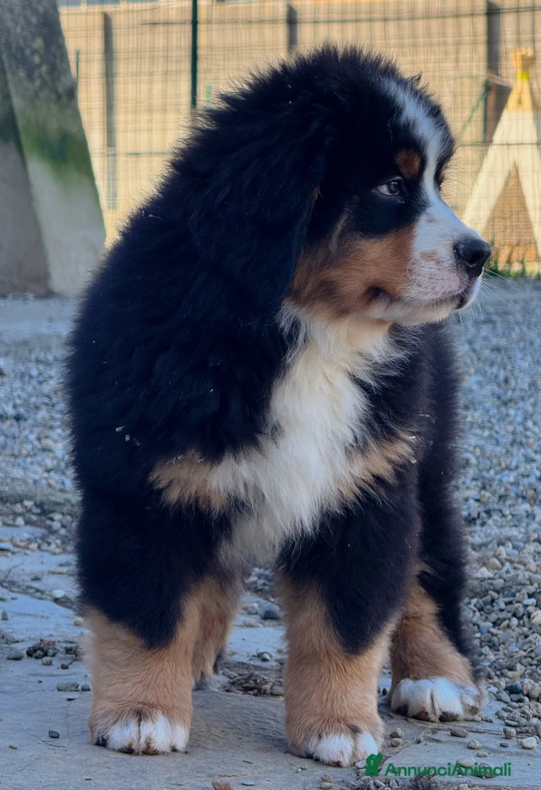Bovaro del Bernese cani in vendita: Disponibili cuccioli con pedigree - Annuncio 6