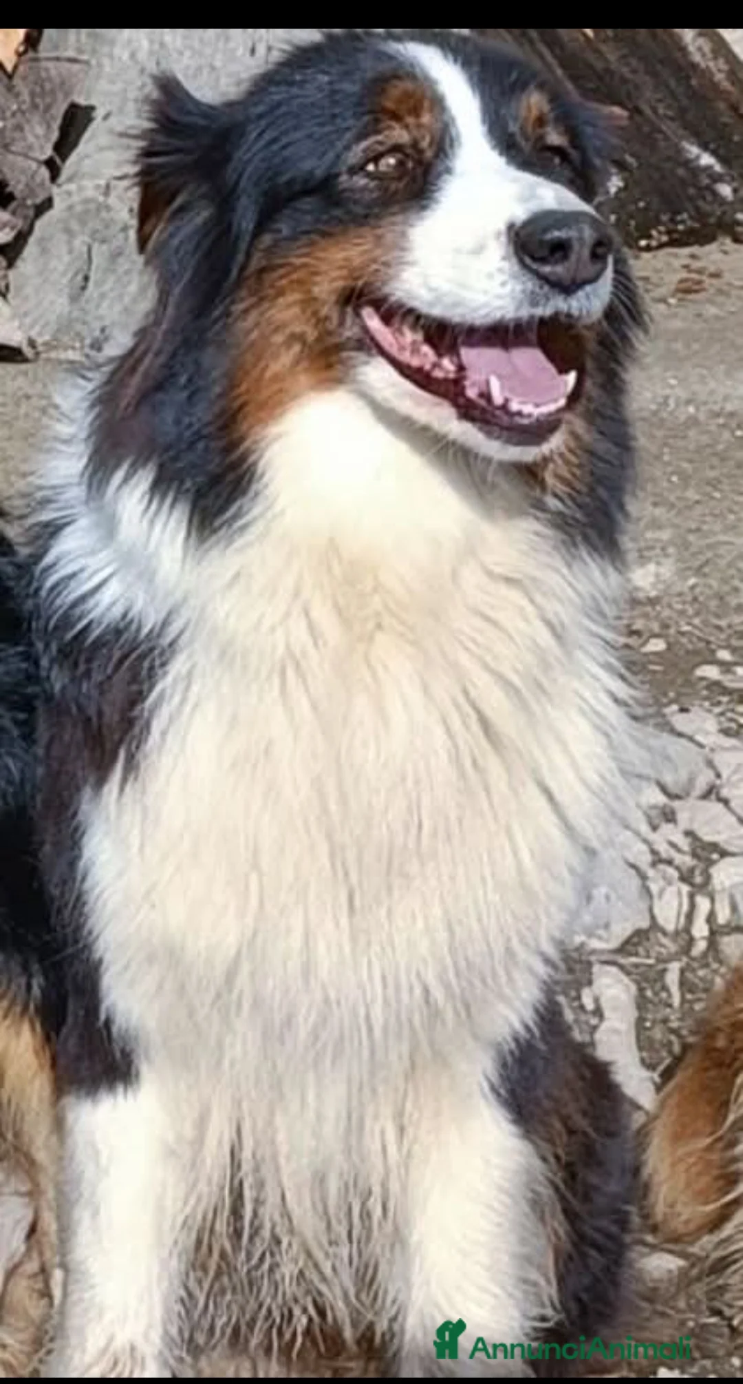 Australian Shepherd cani in regalo: Pastore australiano femmine  - Annuncio 5