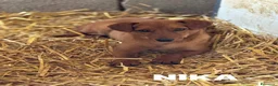 Meticcio cani in regalo: NIKITA, trottolina coccolona! TG PICCOLA - Annuncio 2