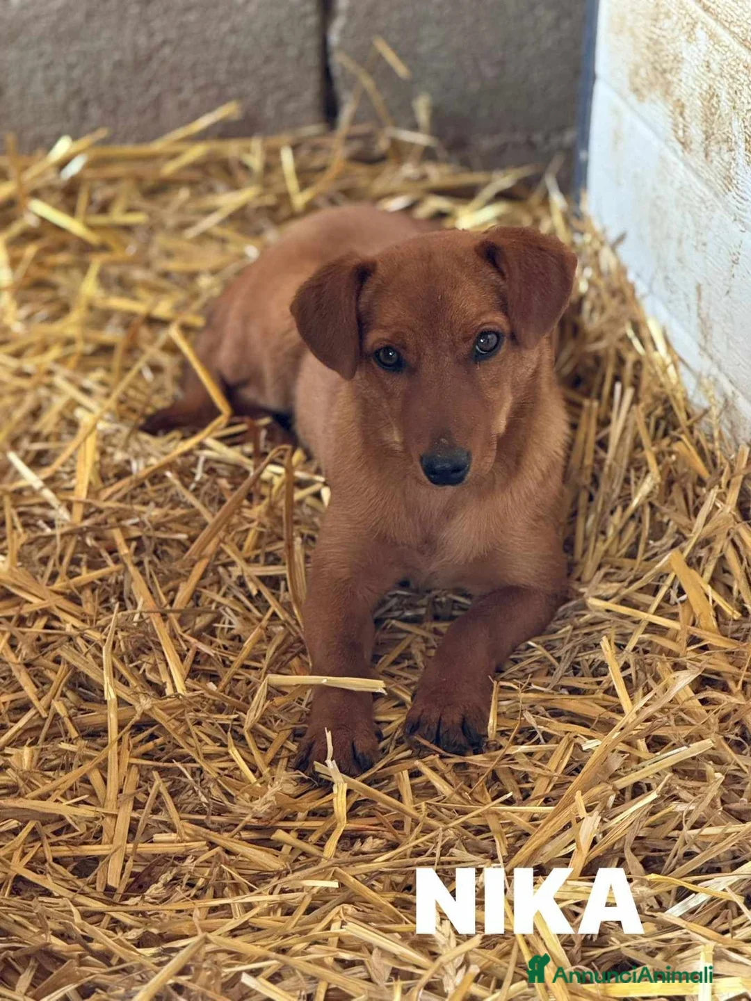 Meticcio cani in regalo: NIKITA, trottolina coccolona! TG PICCOLA - Annuncio 2