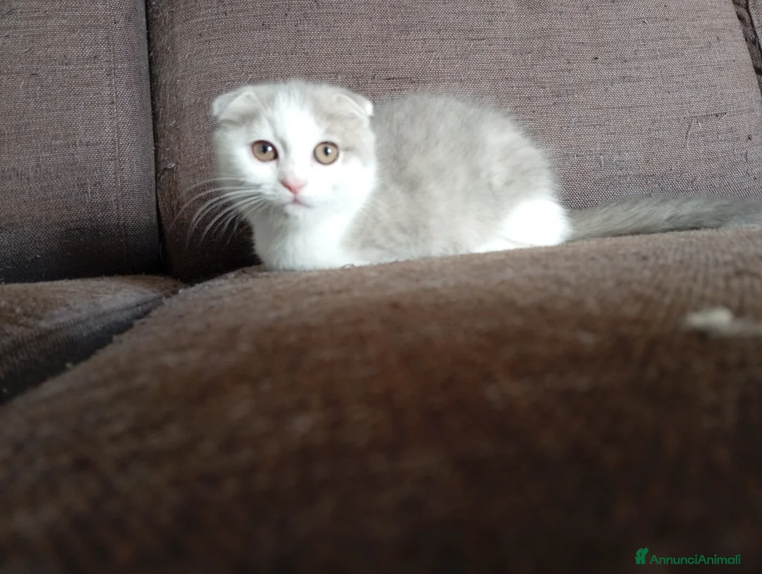 Scottish gatti in vendita: Scottish fold  - Annuncio 2