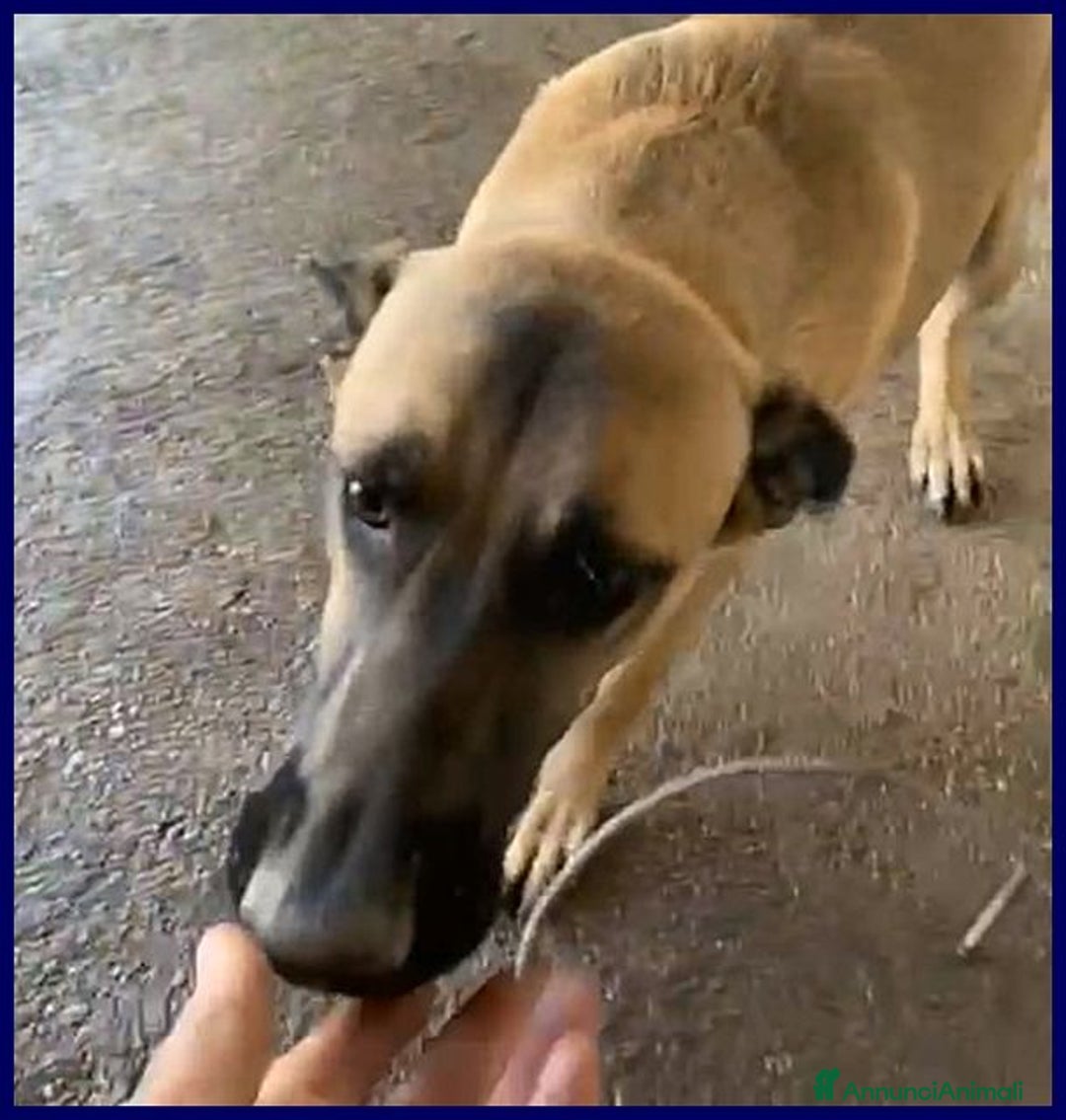 Meticcio cani in regalo: KETCHUP splendido giovanotto! - Annuncio 3