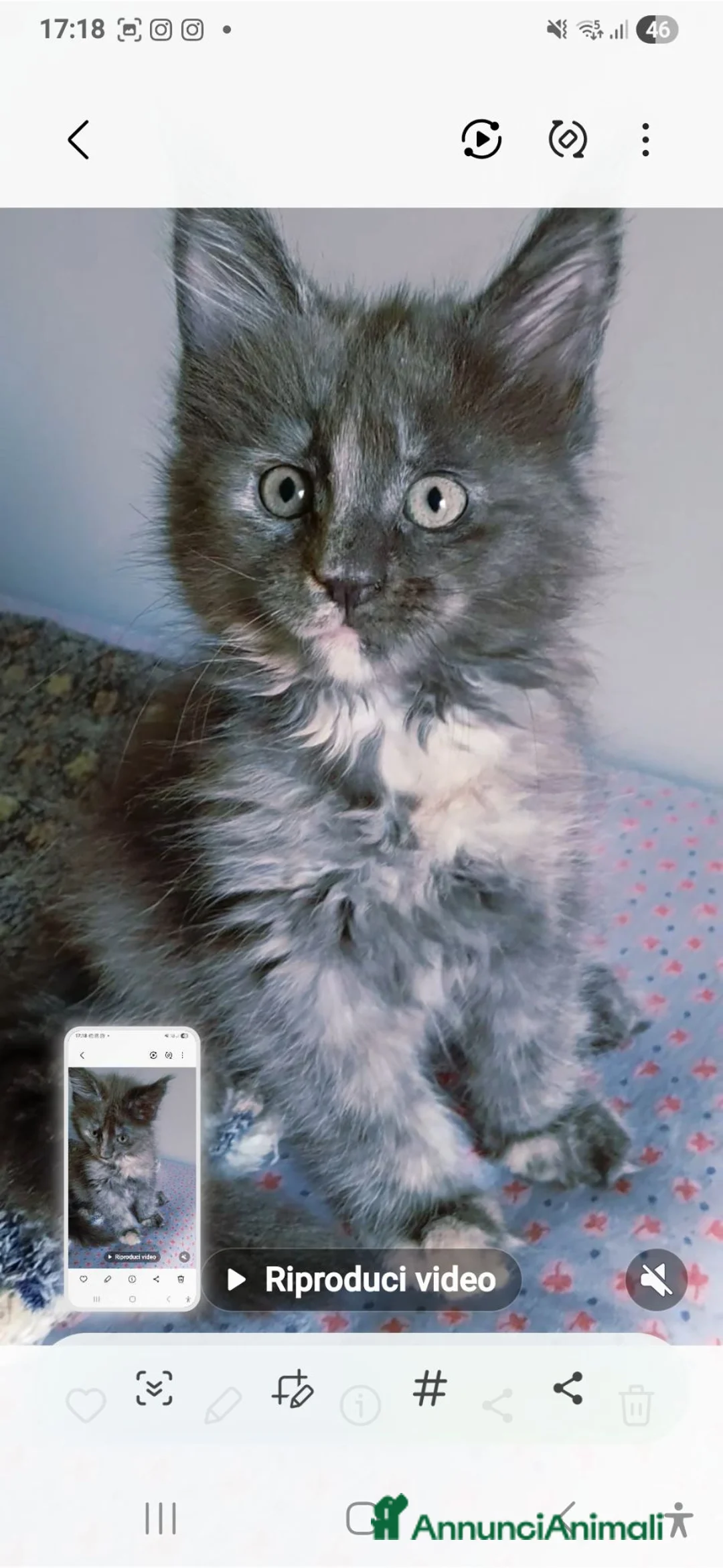 Maine Coon gatti in vendita: femminuccia blue  - Annuncio 6