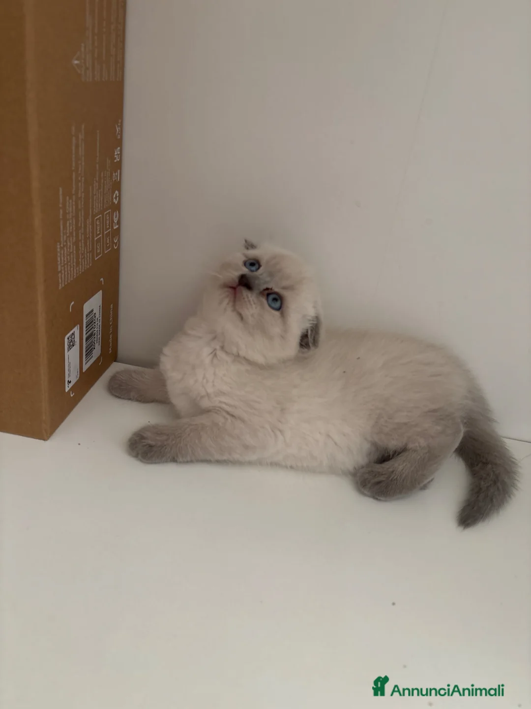 Scottish gatti in vendita: Cuccioli scottish fold - Annuncio 2