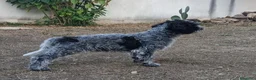 Lagotto cani in vendita: Cuccioli di Lagotto con Pedigree. Eros e Ares. - Annuncio 1