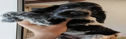 Cocker cani in vendita: Cuccioli Cocker spaniel inglese Blu roano  - Annuncio 15