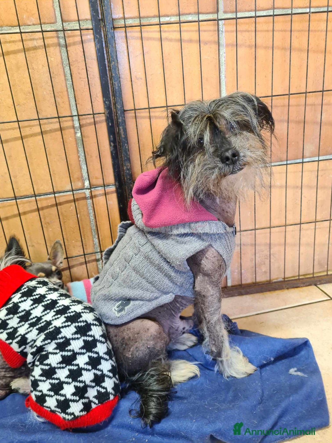 Altre razze cani in regalo: KIWI, simpaticissimo CANE NUDO CINESE. Tg piccola. - Annuncio 12