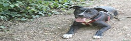 Meticcio cani in regalo: Pitbull mollato legato ad 1pianta 4ANNI FA!ROMA a Milano - Annuncio 2