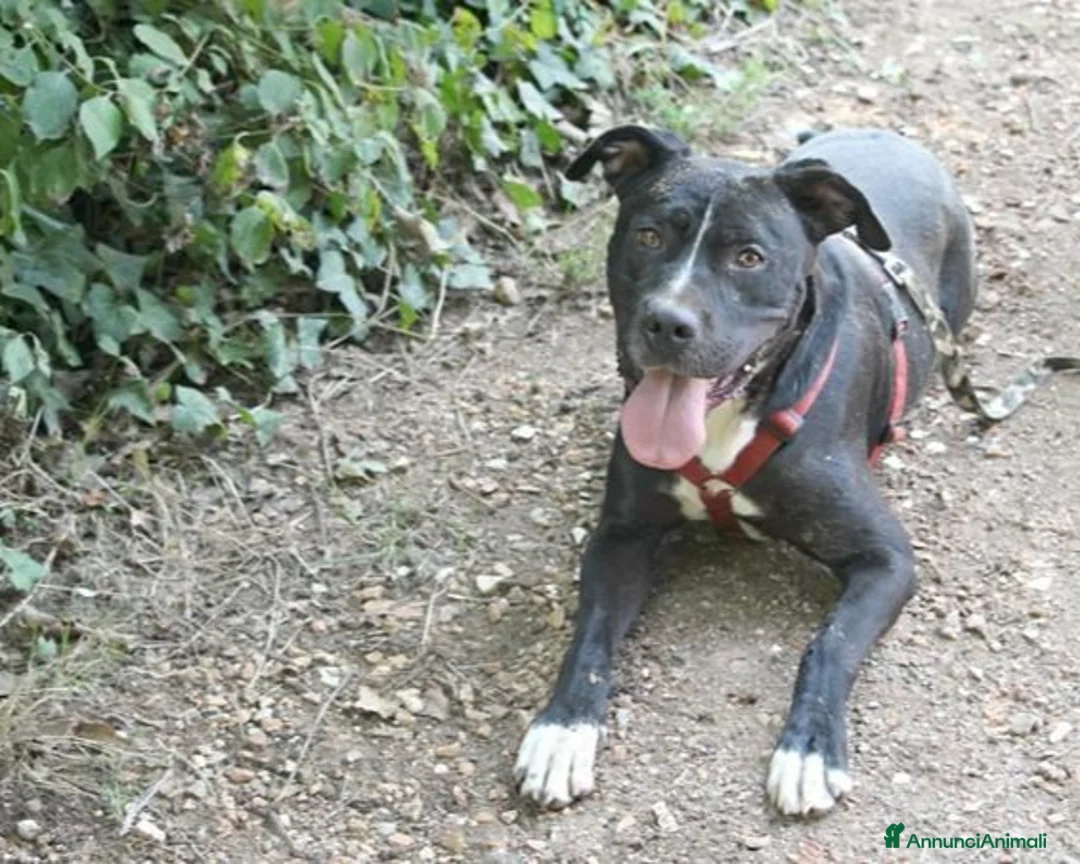 Meticcio cani in regalo: Pitbull mollato legato ad 1pianta 4ANNI FA!ROMA a Milano - Annuncio 2