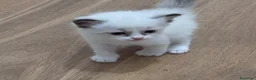 Ragdoll gatti in vendita: Ragdoll - Annuncio 10