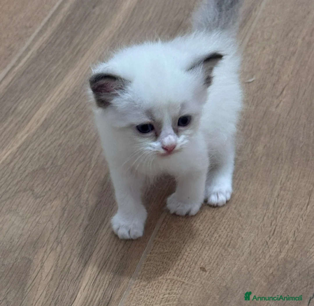 Ragdoll gatti in vendita: Ragdoll - Annuncio 10