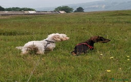 Bassotto cani in vendita: Cucciolo di bassotto a pelo duro a Provincia di Biella - Immagine 4