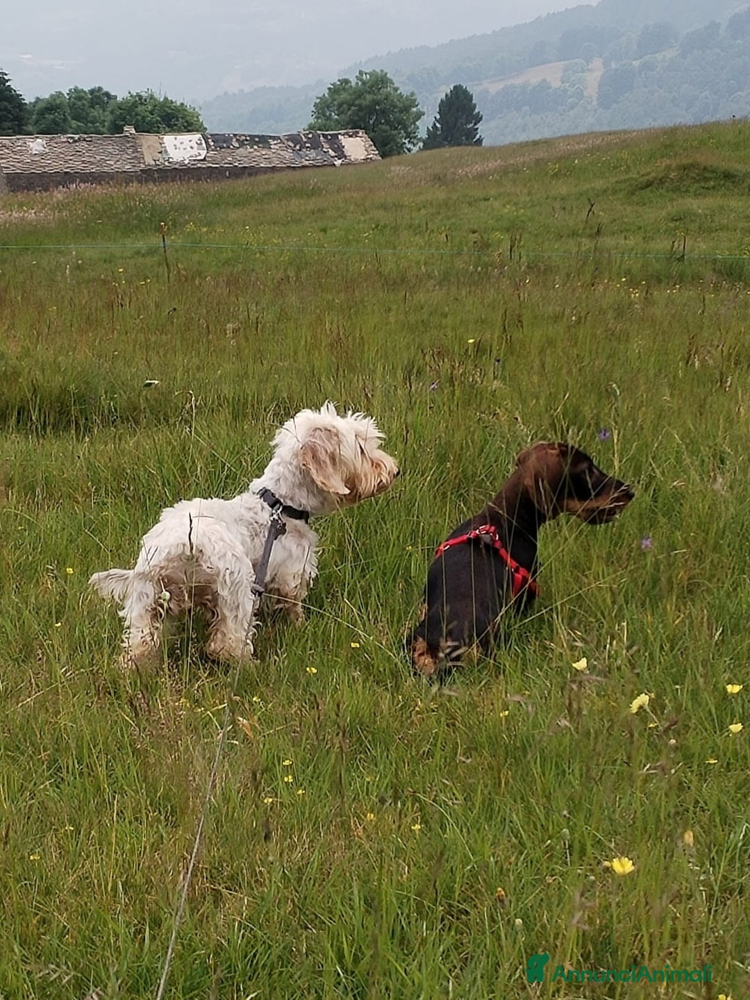 Bassotto cani in vendita: Cucciolo di bassotto a pelo duro a Provincia di Biella - Immagine 4