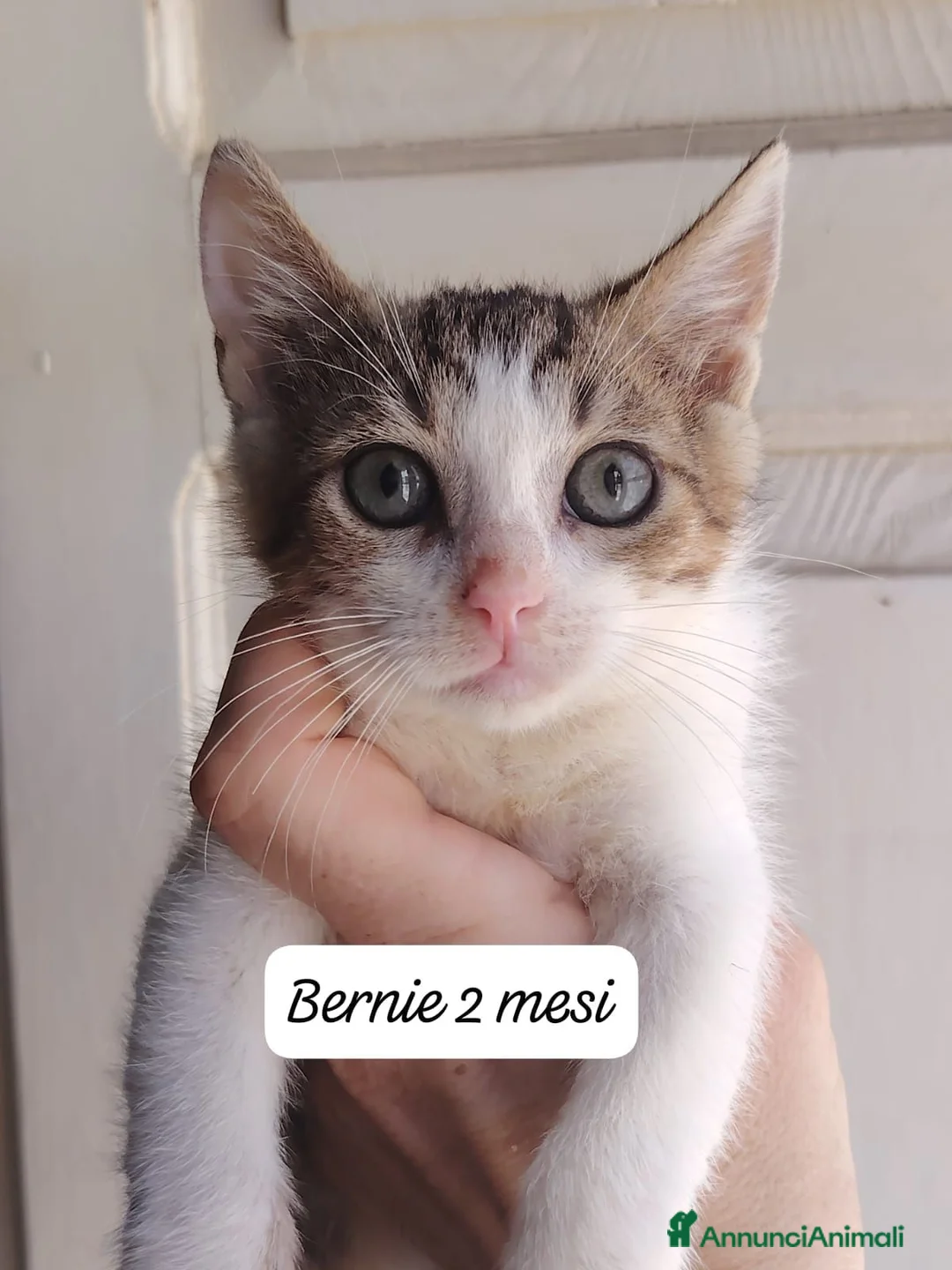 Europeo gatti in regalo: Tanti gattini desiderosi di trovare famiglia  a Provincia di Bergamo - Annuncio 2