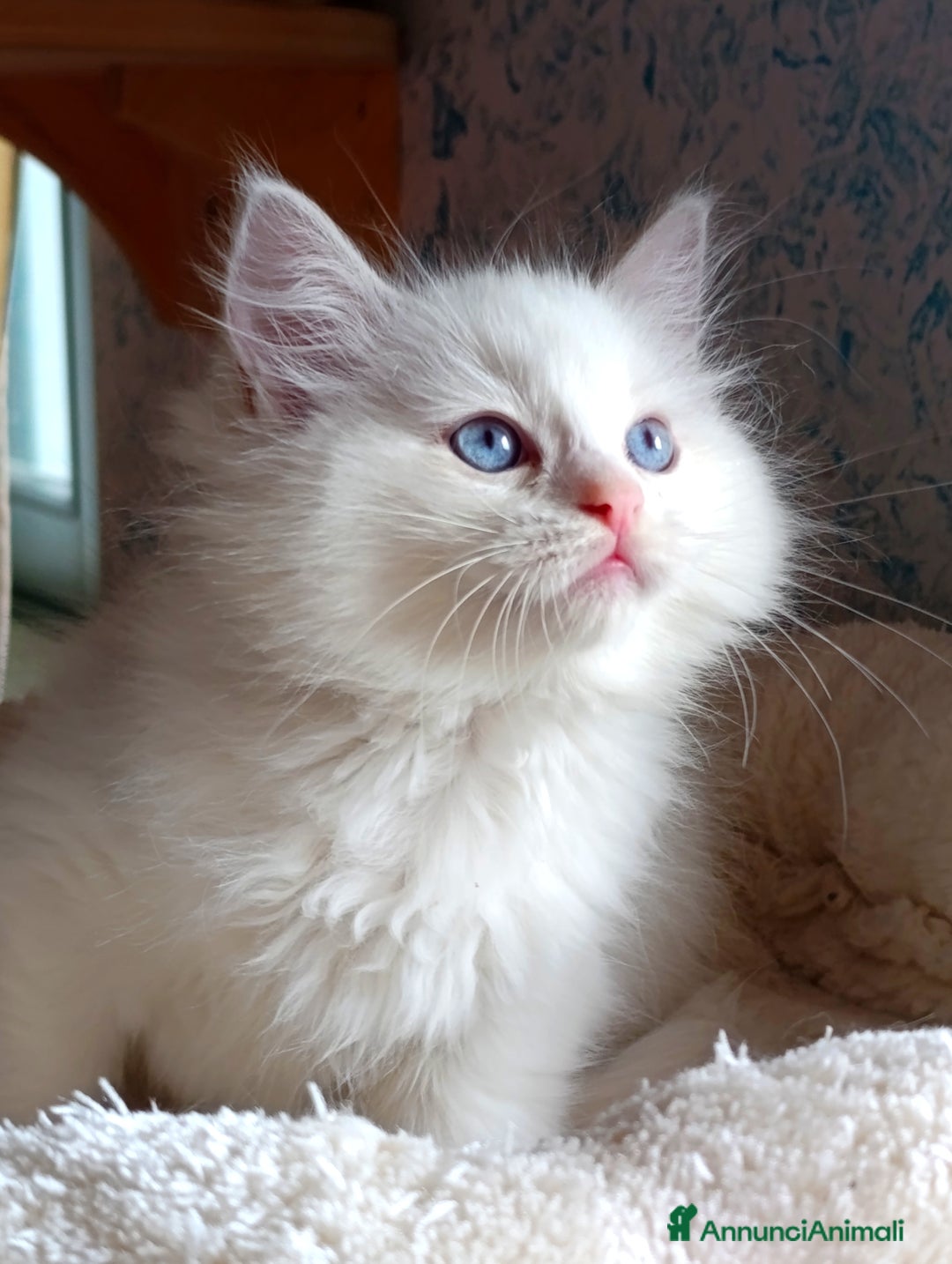 Ragdoll gatti in vendita: Ragdoll femmina  - Annuncio 8