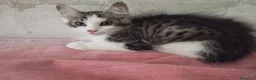 Europeo gatti in regalo: Dolce lucrezia - Annuncio 4