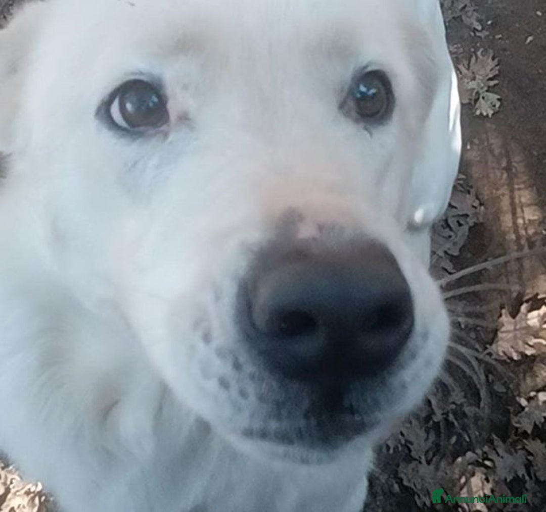 Labrador cani in regalo: HEIDE, candida e dolce creatura a Città metropolitana di Roma Capitale - Immagine 2