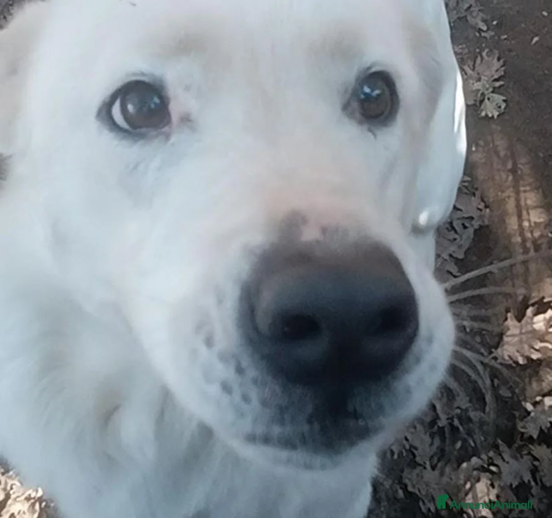 Labrador cani in regalo: HEIDE, candida e dolce creatura a Città metropolitana di Roma Capitale - Annuncio 2