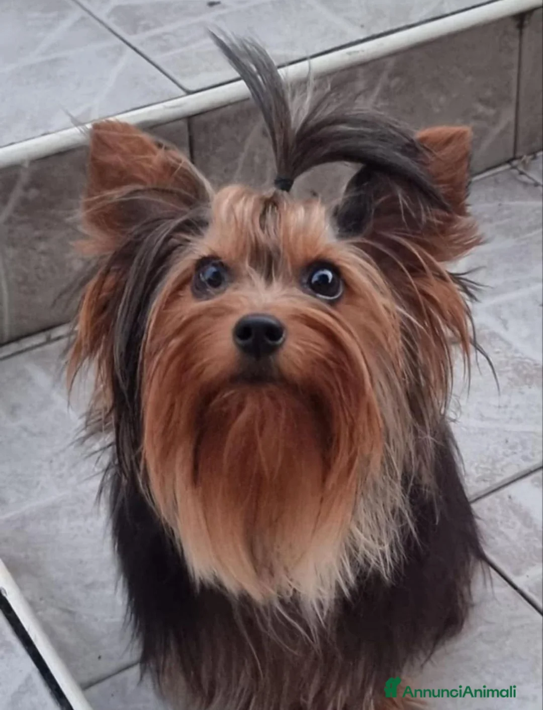 Immagine della galleria {{count}}