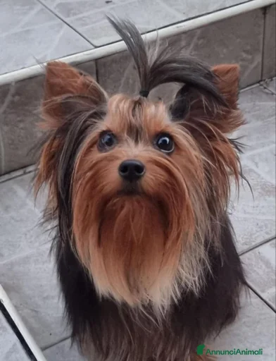 Immagine della galleria {{count}}