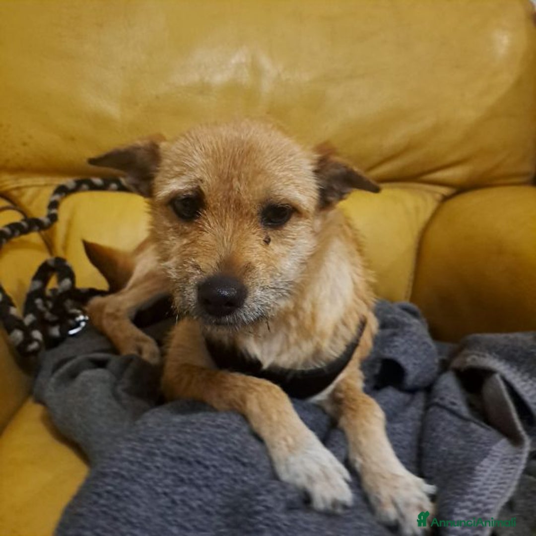 Meticcio cani in regalo: STELLA 18mesi bella piccoletta - Annuncio 3