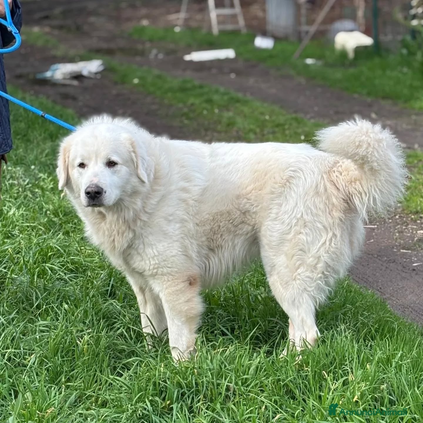 Pastore Maremmano cani LUCKY 5 anni cerca casa - rinuncia di proprietà - Annuncio 2