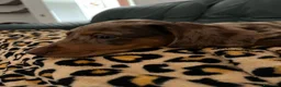 Bassotto Nano cani per accoppiamento: Cercasi femmina di bassotto per accoppiamento a Provincia di Varese - Annuncio 3