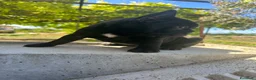 Bulldog Francese cani in vendita: bulldog francese nero tigrato bulldogue cani - Annuncio 12