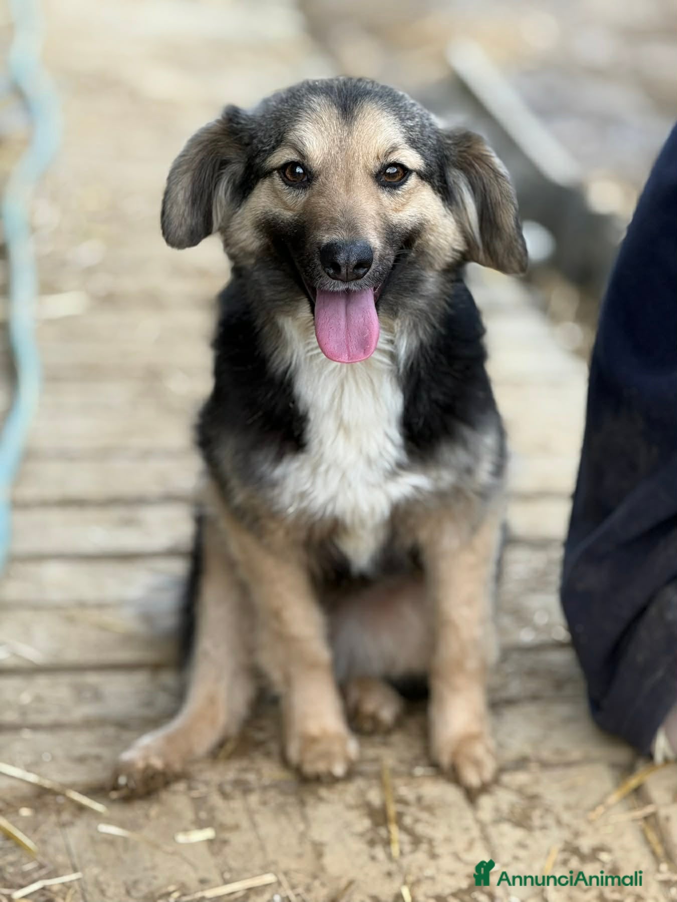Meticcio cani LELA, dolcissima ma tanto sfortunata!  - Annuncio 8