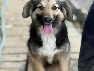 Meticcio cani LELA, dolcissima ma tanto sfortunata! - Annuncio 8