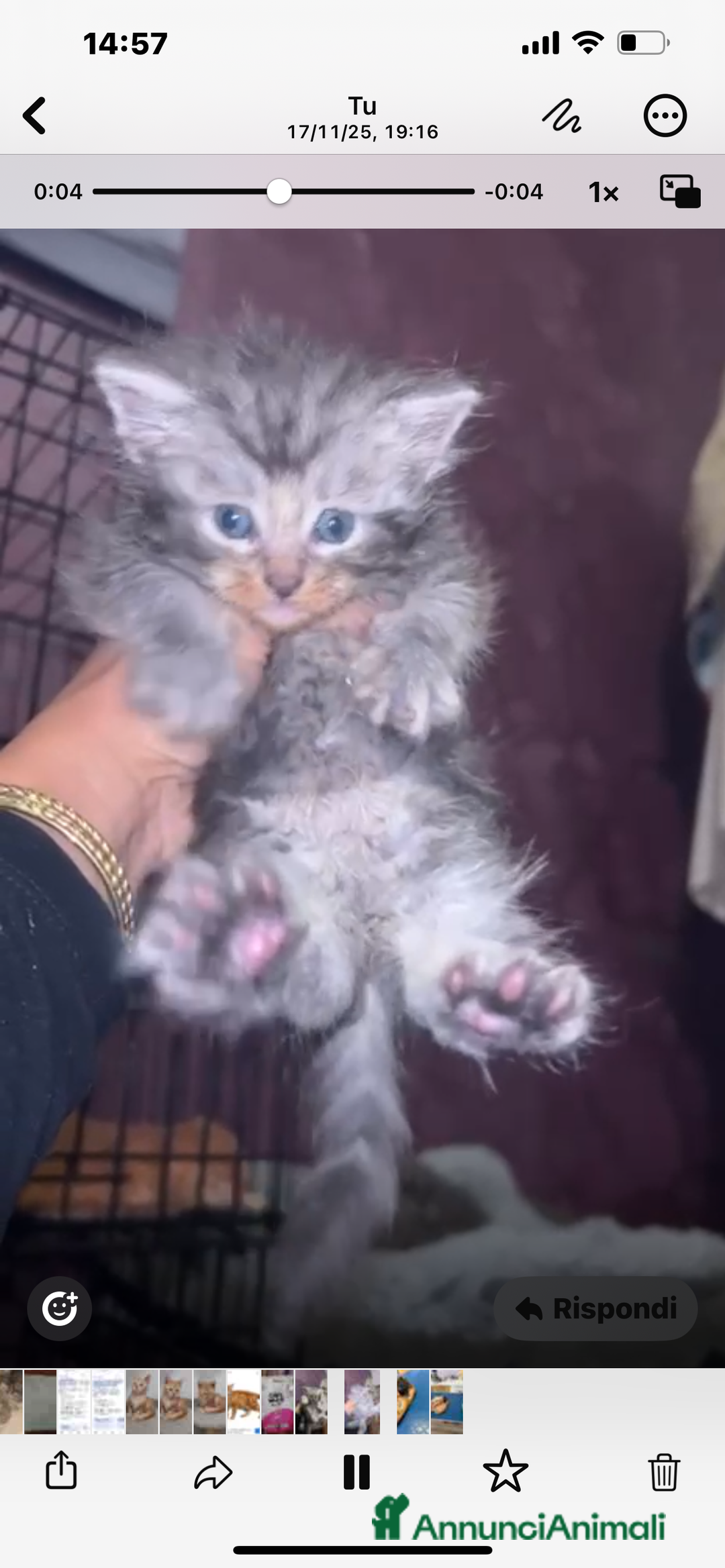 Maine Coon gatti in vendita: Cuccioli Maine coon - Annuncio 3