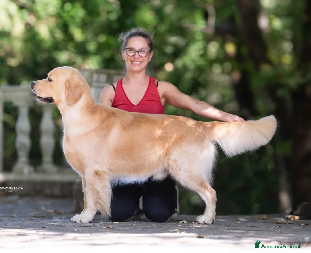 Golden Retriever cani in vendita: Tre cuccioli disponibili  - Annuncio 6
