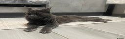 Maine Coon gatti in vendita: Mainecoon - Annuncio 12