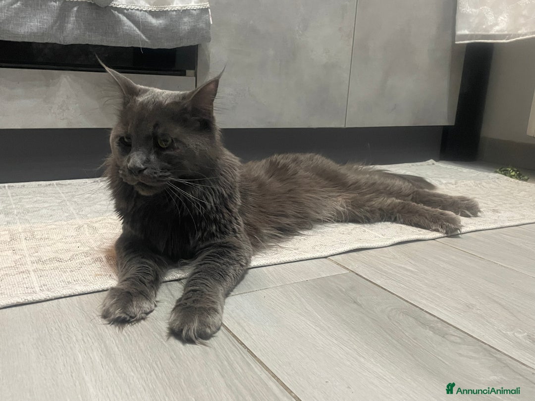 Maine Coon gatti in vendita: Mainecoon - Annuncio 12