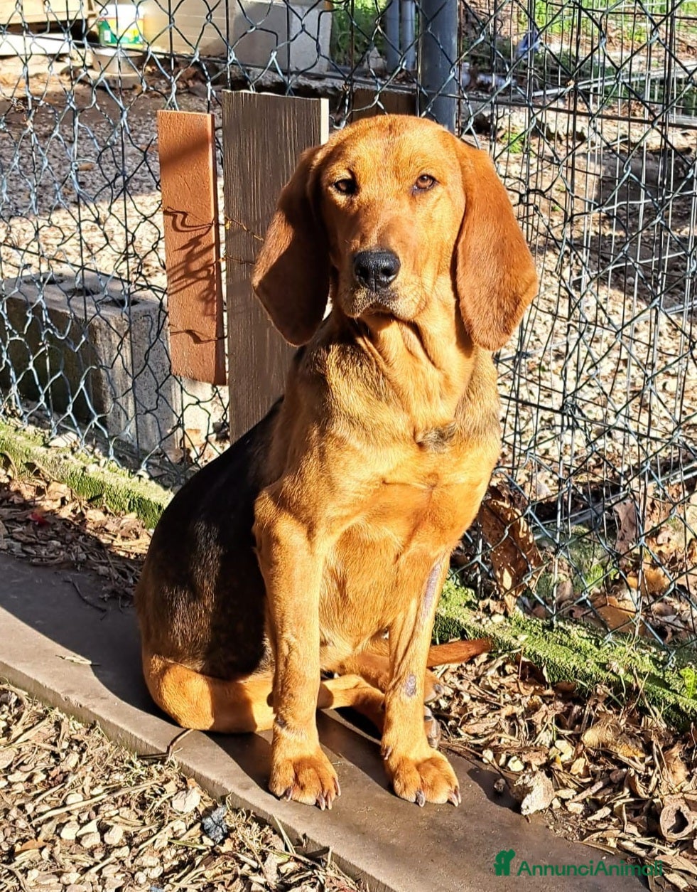 Altre razze cani Olivia cerca casa  a Città metropolitana di Roma Capitale - Annuncio 11