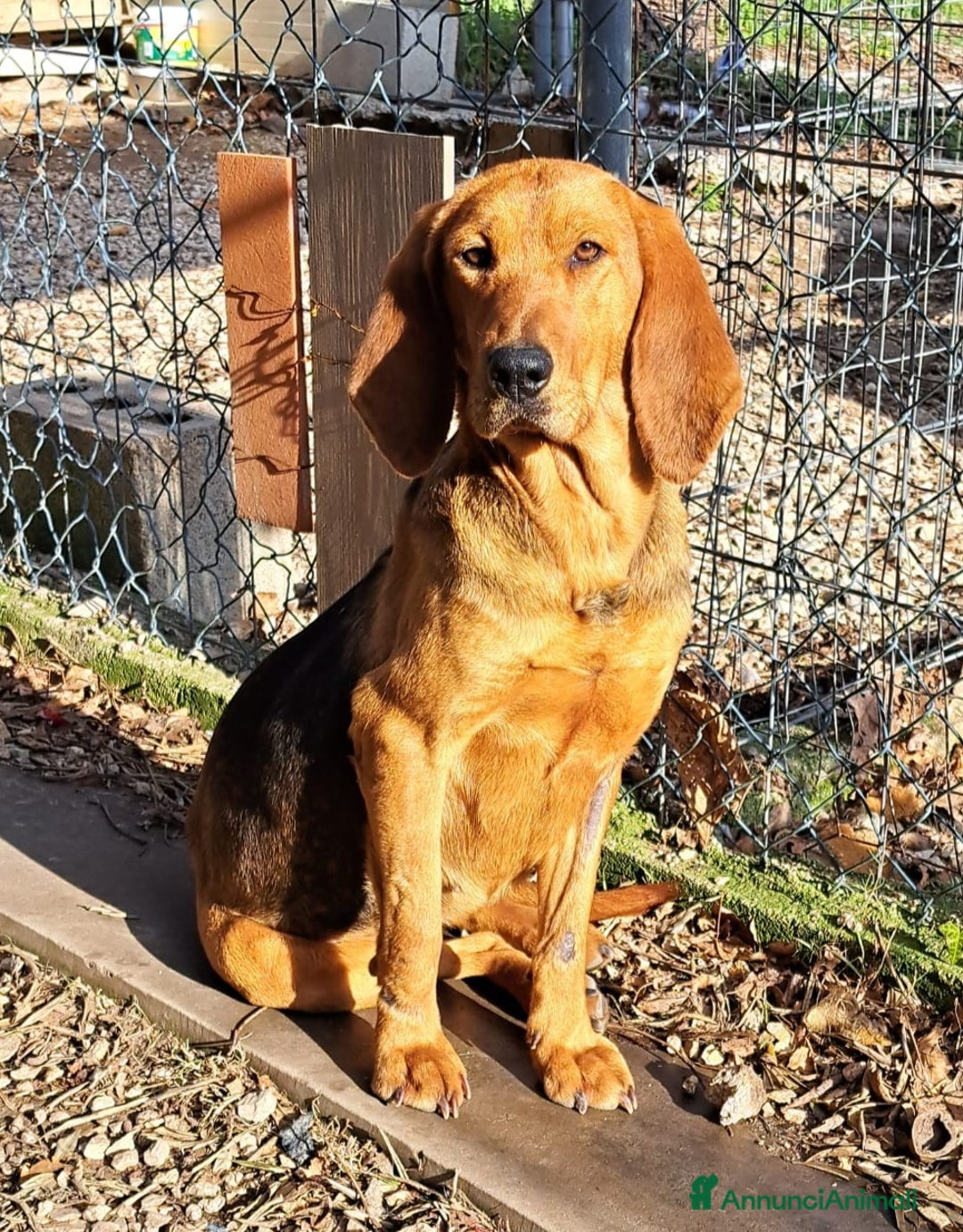 Altre razze cani in regalo: Olivia cerca casa  a Città metropolitana di Roma Capitale - Annuncio 1