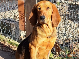 Altre razze cani Olivia cerca casa a Città metropolitana di Roma Capitale - Annuncio 3