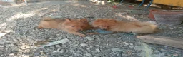 Spitz cani in vendita: Spitz tedesco piccolo volpino  - Annuncio 3