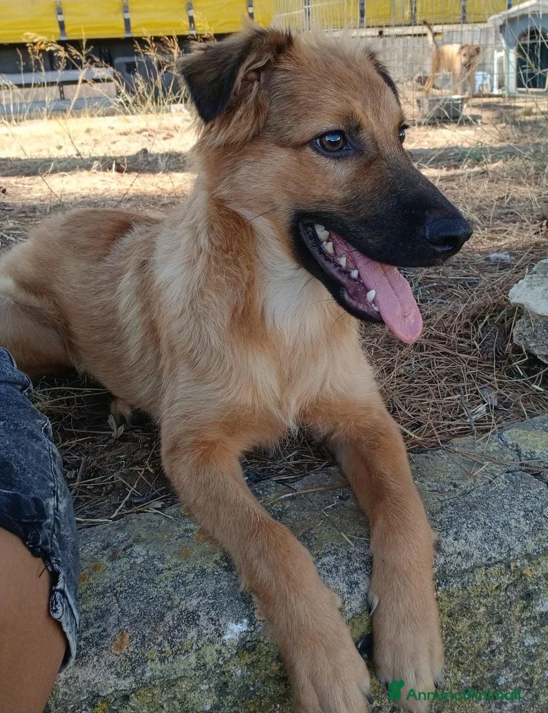 Meticcio cani in regalo: BERGAMOTTO💙IL BRUTTO È PASSATO.ORA TOCCA IL BELLO a Provincia di Vicenza - Annuncio 2