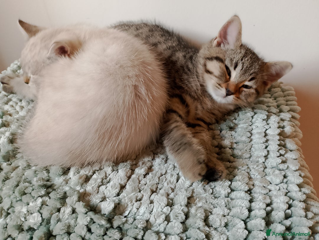 Meticcio gatti in vendita: Gattini  - Annuncio 4