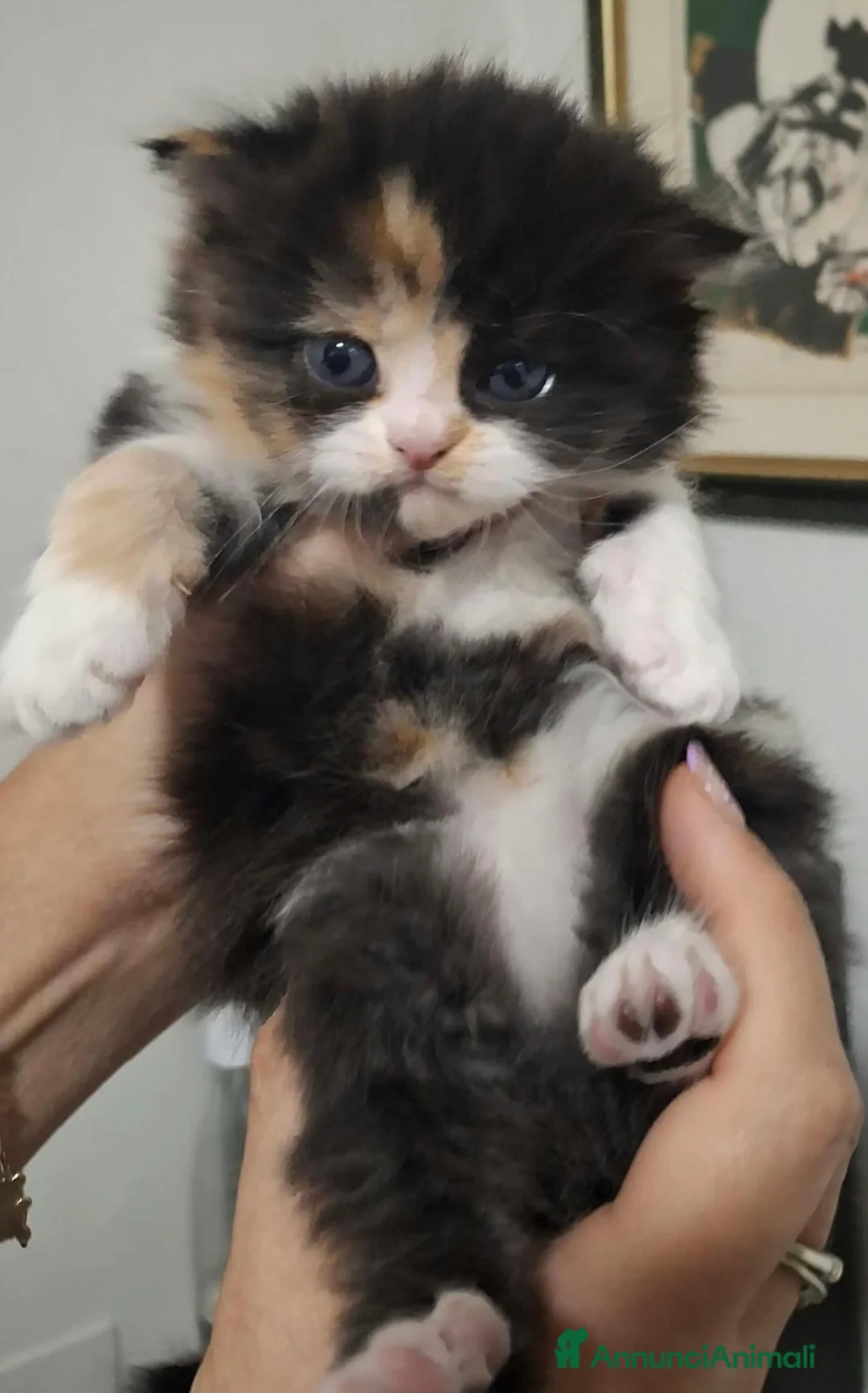 Scottish gatti in vendita: 5 cuccioli scottish  - Annuncio 7