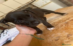 American Staffordshire cani in vendita: Annuncio URGENTE vendo cuccioli di AMSTAFF a Città metropolitana di Roma Capitale - Immagine 7