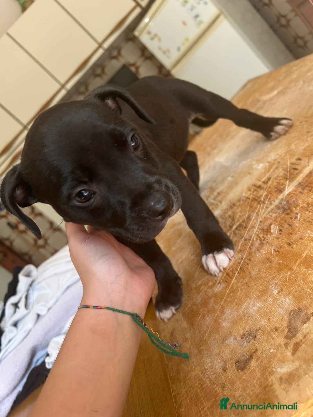 American Staffordshire cani in vendita: Annuncio URGENTE vendo cuccioli di AMSTAFF a Città metropolitana di Roma Capitale - Immagine 7