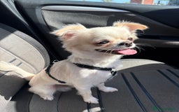 Chihuahua cani per accoppiamento: Chihuahua maschio pelo lungo disponibile x monta - Immagine 1