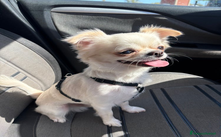 Chihuahua cani Chihuahua maschio pelo lungo disponibile x monta - Annuncio 20