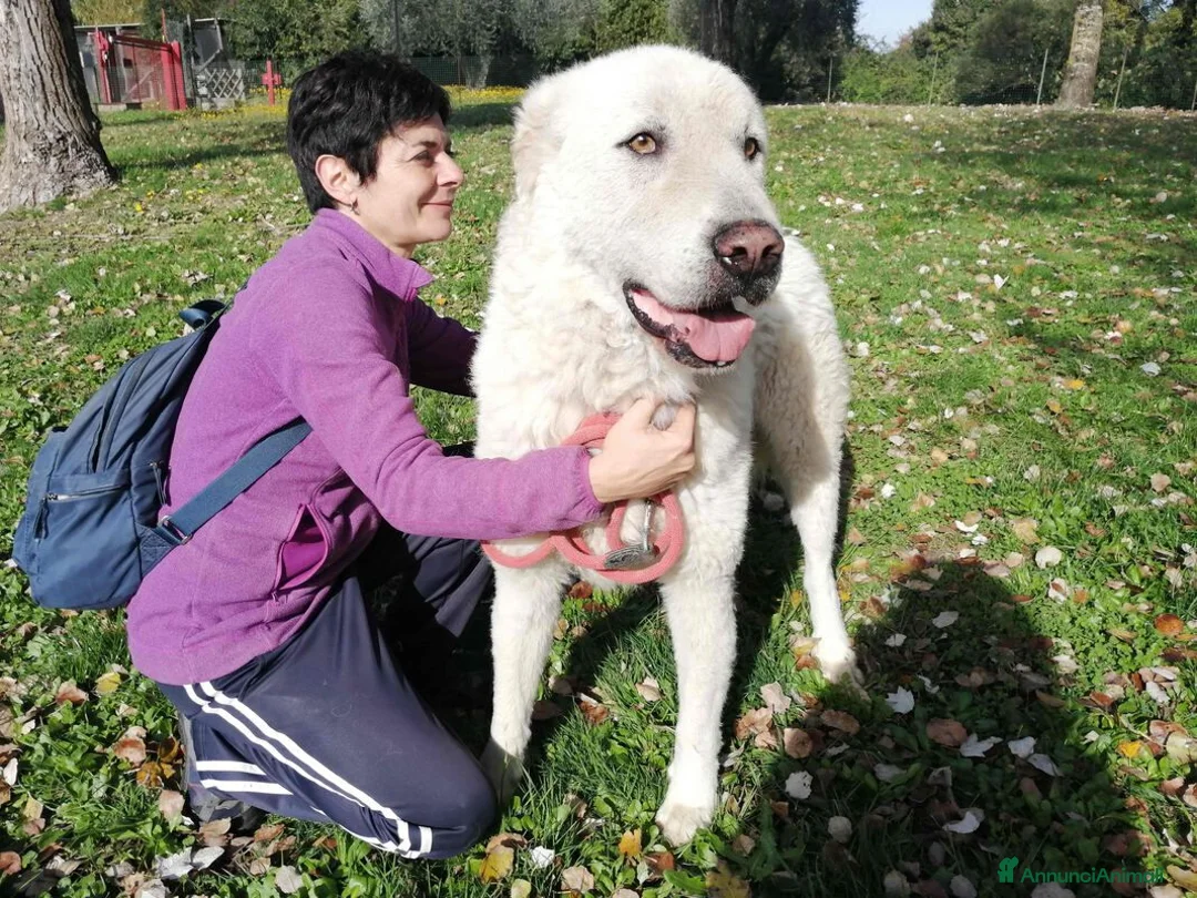 Meticcio cani in regalo: IL DOLCE TIBERIO CERCA ADOZIONE A DISTANZA - Annuncio 4